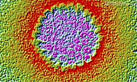 Humán papillomavírus